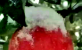 山西省唐人苹果庄园：长在雪树上的苹果香甜甜