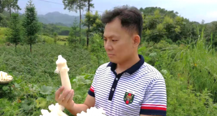 贵州省醉苗乡商贸公司:竹荪、羊肚菌、姬松茸 迷你没商量