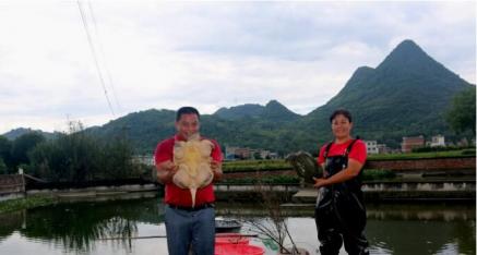 桂林全州县两河镇鑫辉甲鱼养殖合作社：甲鱼让人长寿 健康