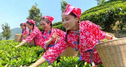 广西岑溪天晟茶业公司：天龙红茶春茶开采 喜笑颜开